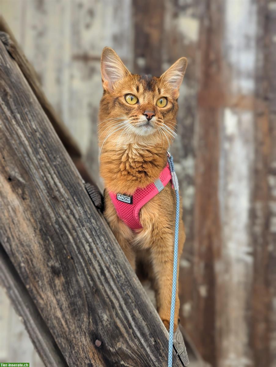 Wir erwarten Somali Kitten