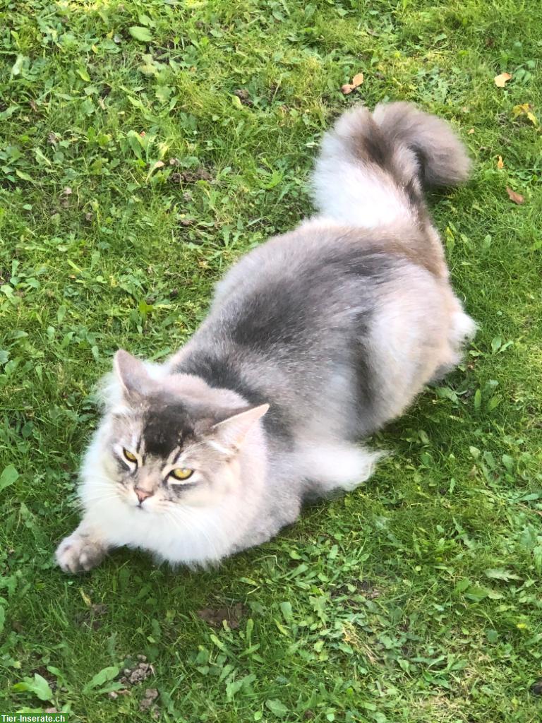 Bild 5: Somali Kitten mit FFH Stammbaum