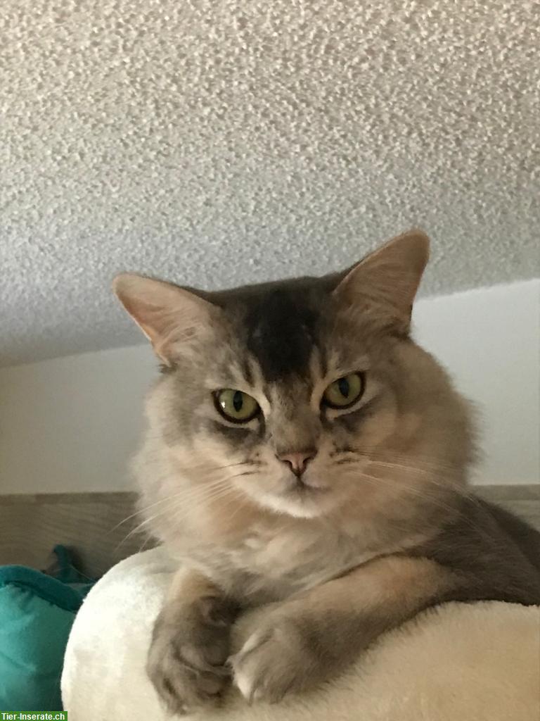 Bild 6: Somali Kitten mit FFH Stammbaum