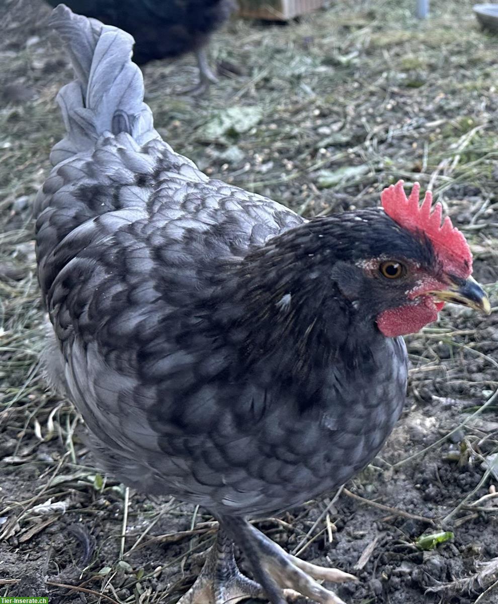 GRATIS: Junghahn-Mix, Silverudd Blue x Schwedisches Blumenhuhn