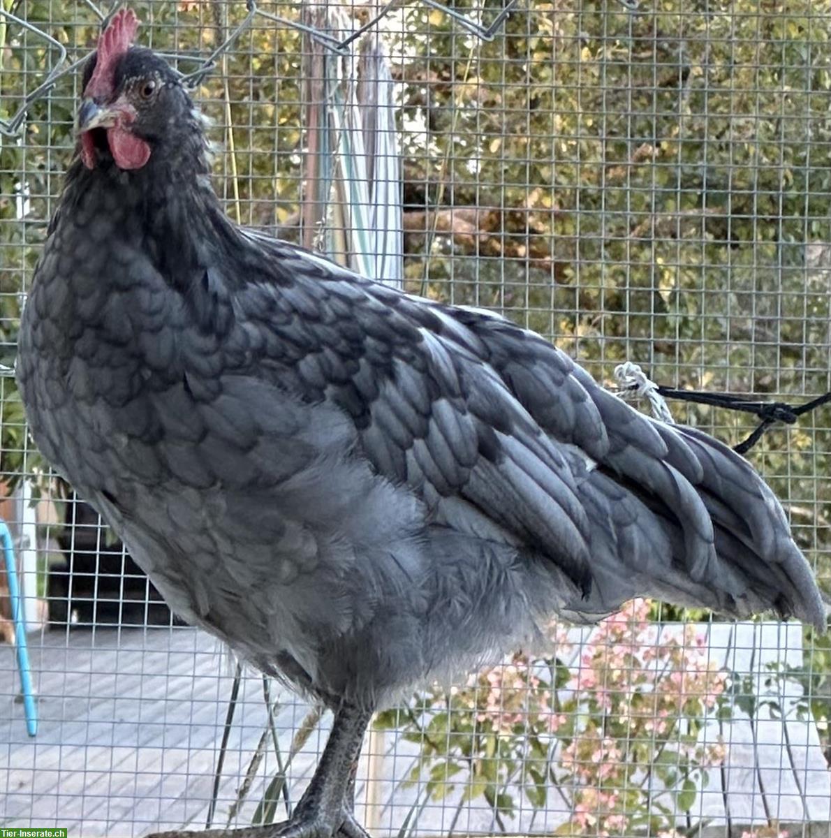 Bild 2: GRATIS: Junghahn-Mix, Silverudd Blue x Schwedisches Blumenhuhn