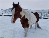 Spazier- und Reitbeteiligung für Paint Horse in Cham