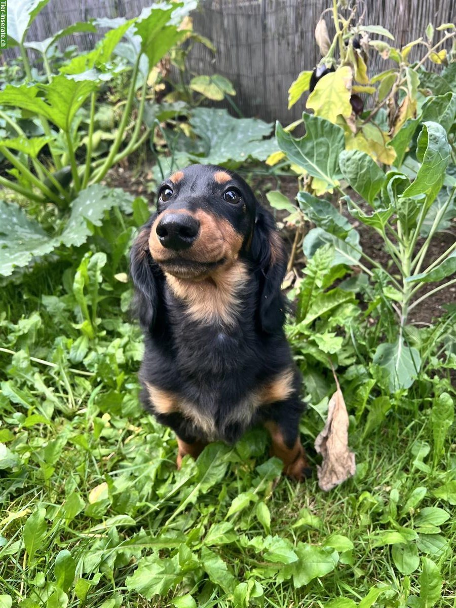 Dackel sucht Hundefreunde im Raum Nidwalden/Luzern