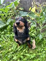 Dackel sucht Hundefreunde im Raum Nidwalden/Luzern