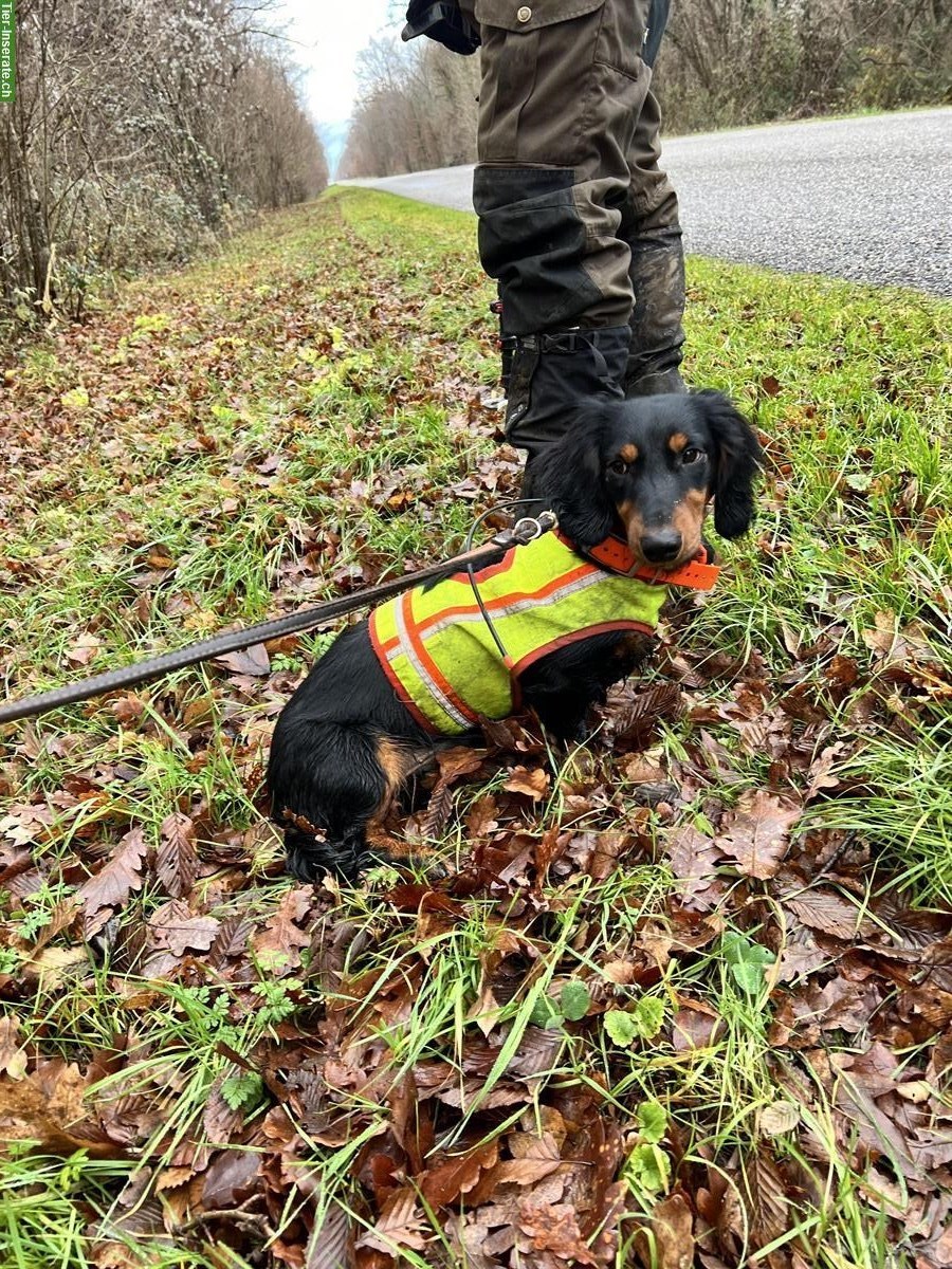 Bild 2: Dackel sucht Hundefreunde im Raum Nidwalden/Luzern
