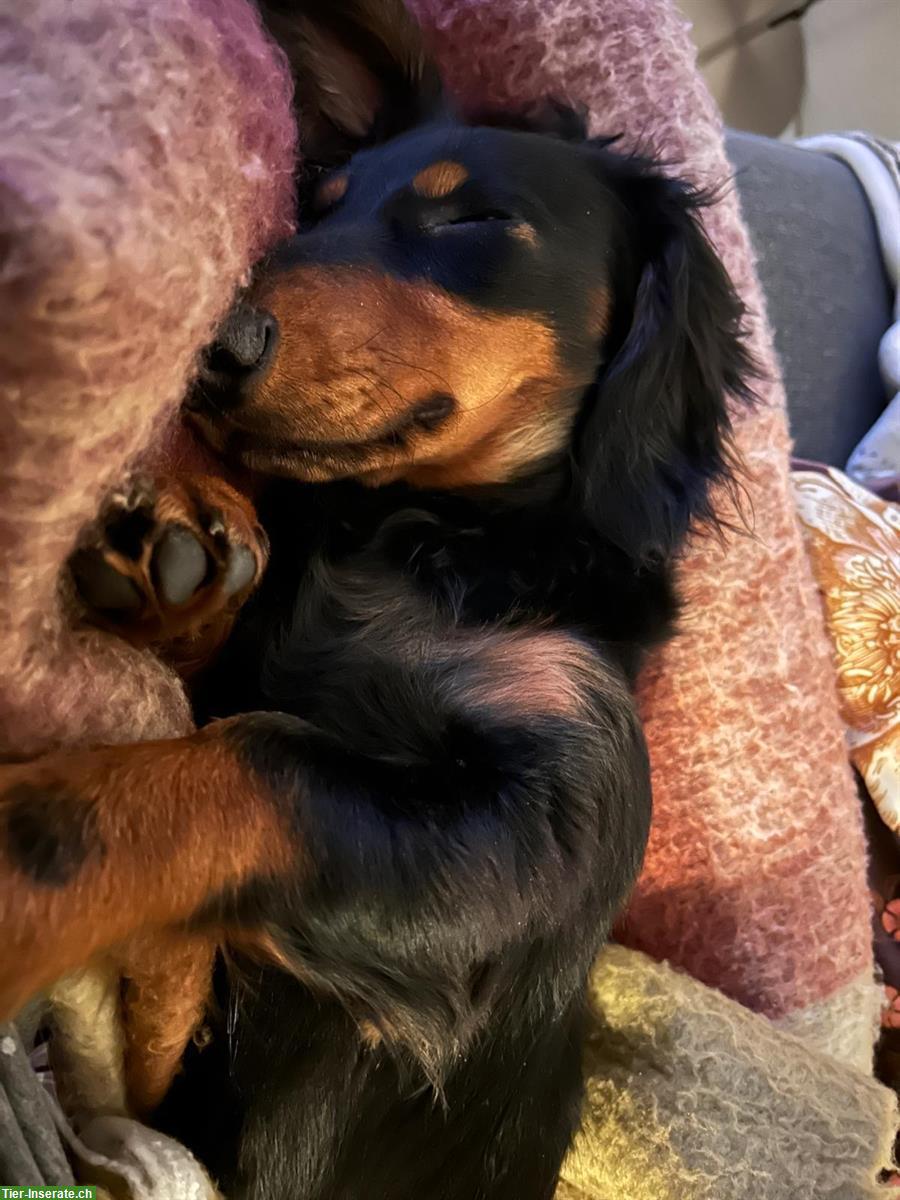 Bild 3: Dackel sucht Hundefreunde im Raum Nidwalden/Luzern