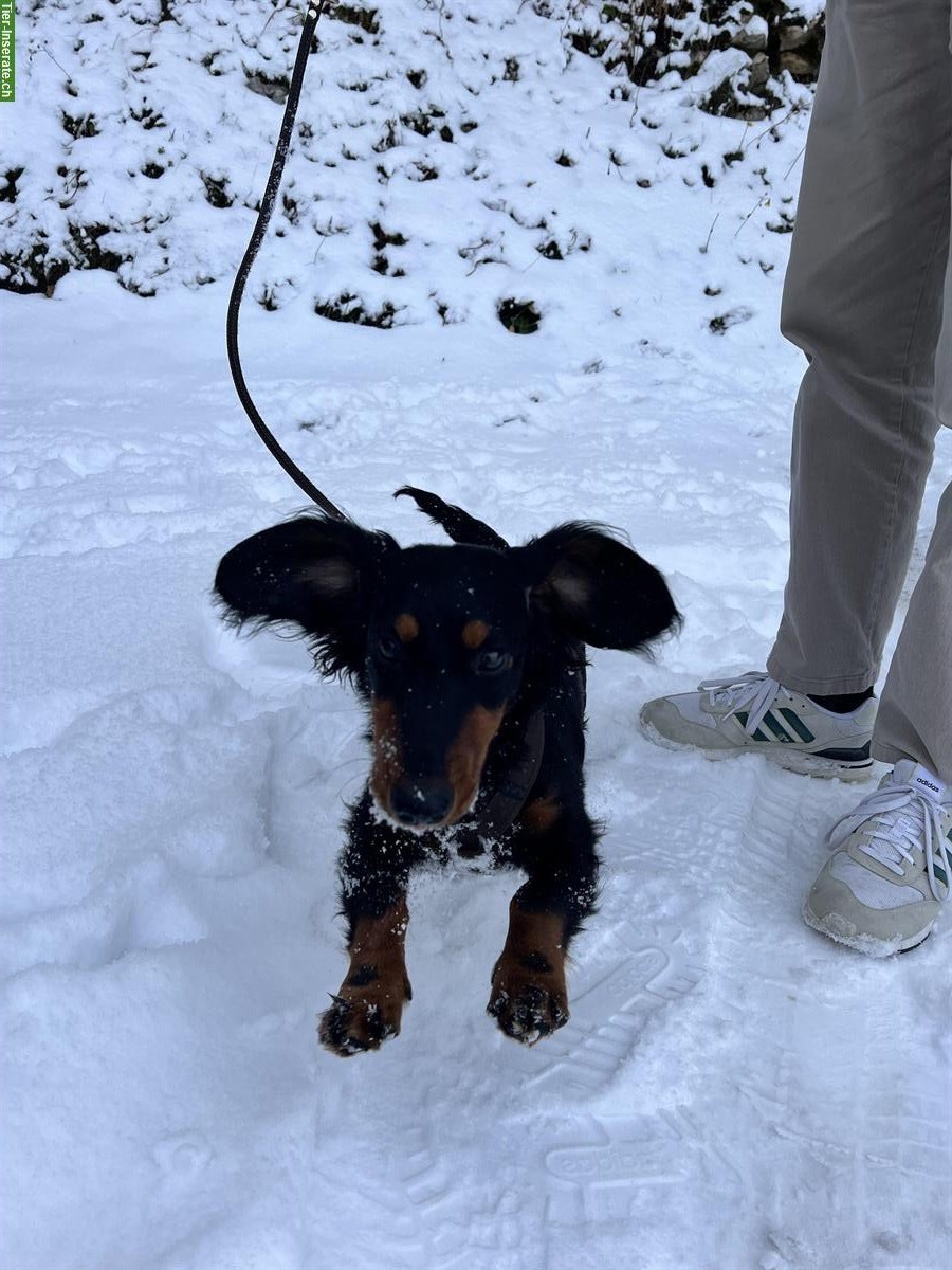 Bild 4: Dackel sucht Hundefreunde im Raum Nidwalden/Luzern