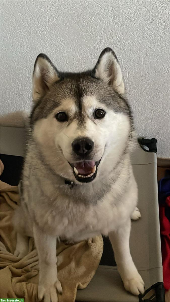 Sibirischer Husky sucht ruhiges Zuhause