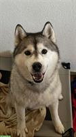 Sibirischer Husky sucht ruhiges Zuhause