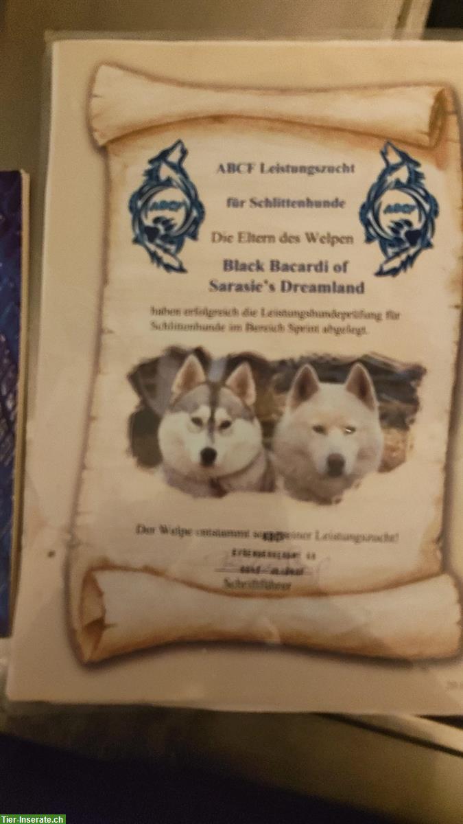 Bild 2: Sibirischer Husky sucht ruhiges Zuhause