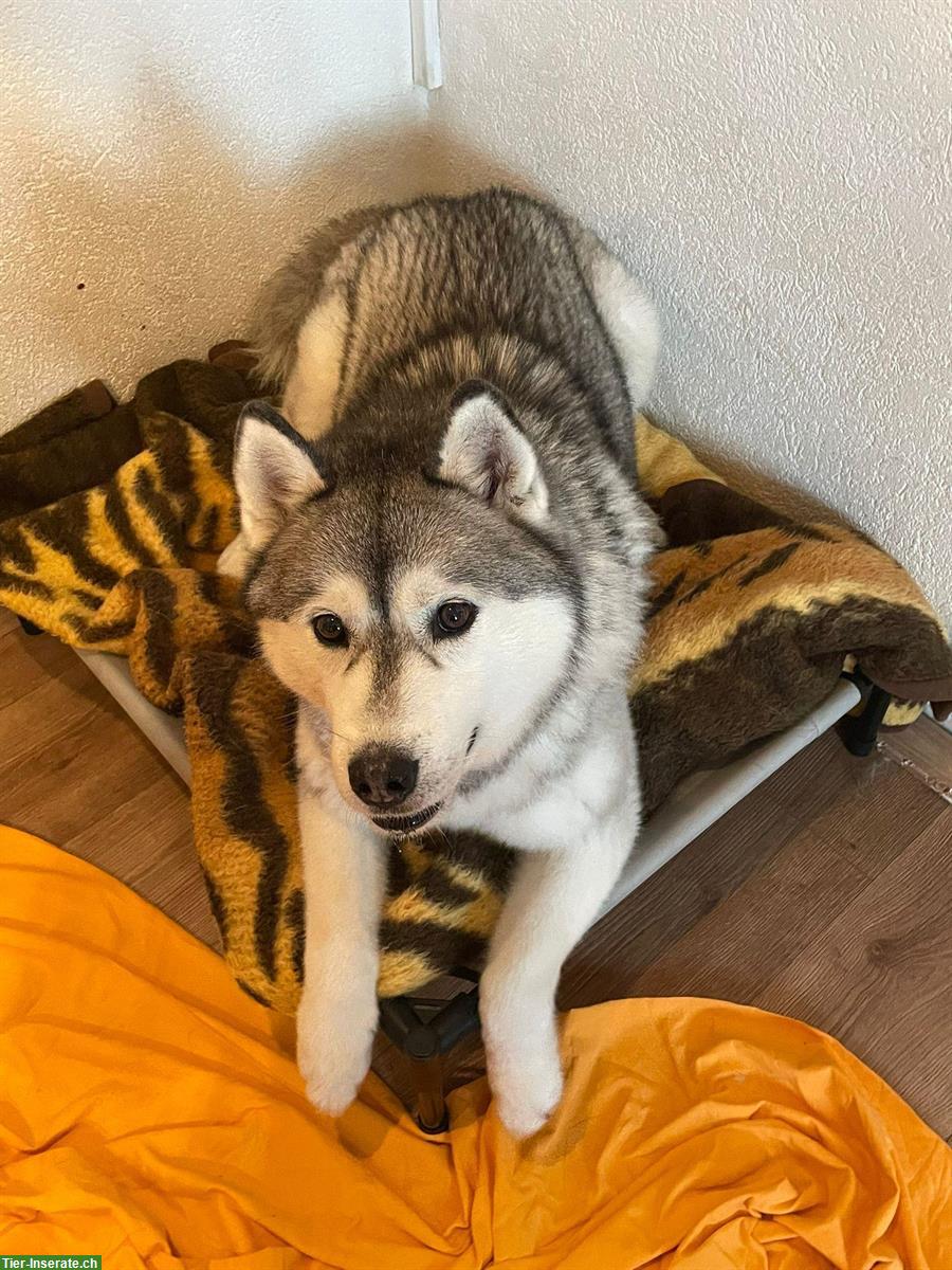 Bild 3: Sibirischer Husky sucht ruhiges Zuhause