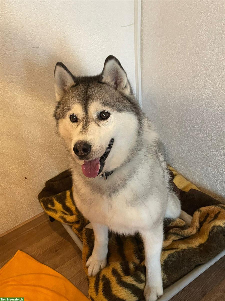 Bild 4: Sibirischer Husky sucht ruhiges Zuhause