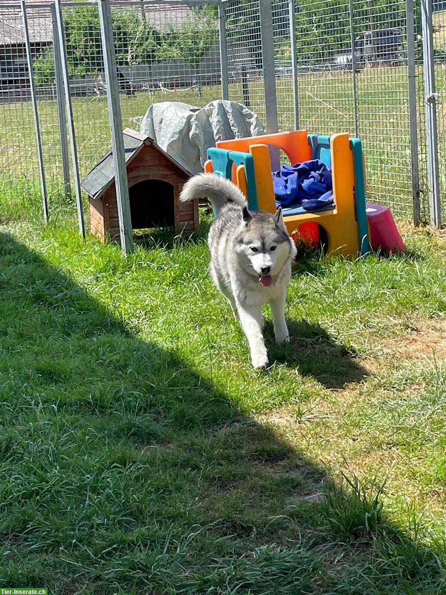 Bild 5: Sibirischer Husky sucht ruhiges Zuhause