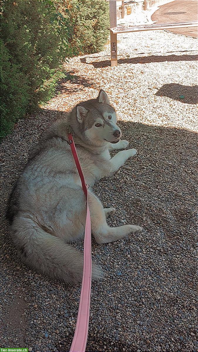 Bild 7: Sibirischer Husky sucht ruhiges Zuhause