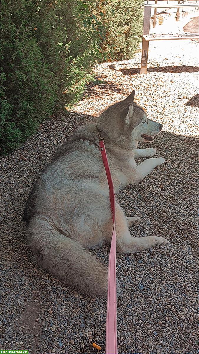 Bild 8: Sibirischer Husky sucht ruhiges Zuhause