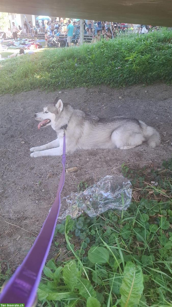 Bild 9: Sibirischer Husky sucht ruhiges Zuhause