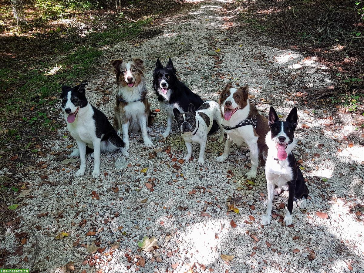 Tages- und Ferienbetreuung für Hunde | Aarburg AG
