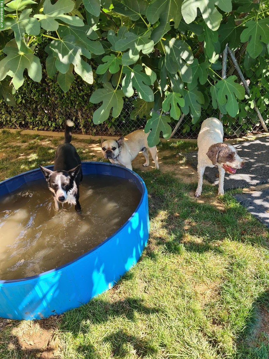Bild 4: Tages- und Ferienbetreuung für Hunde | Aarburg AG