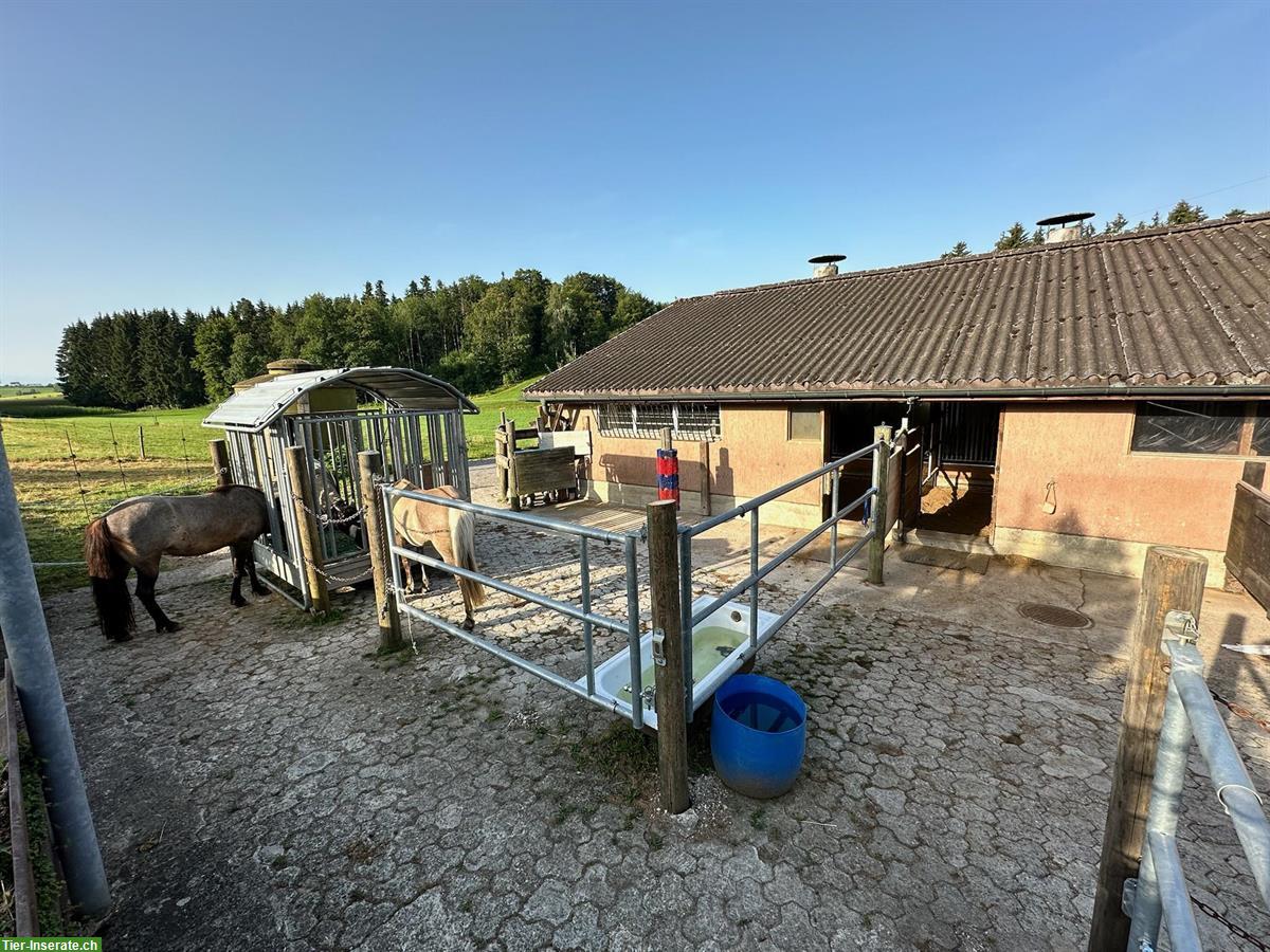 Bild 8: 2 Pensionsplätze für Stuten bis 150cm in Effretikon ZH