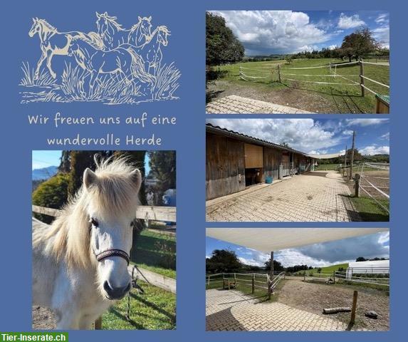 Offenstall für 2 bis 3 Isländer/Ponys/Kleinpferde bis Stockmass 1.50m