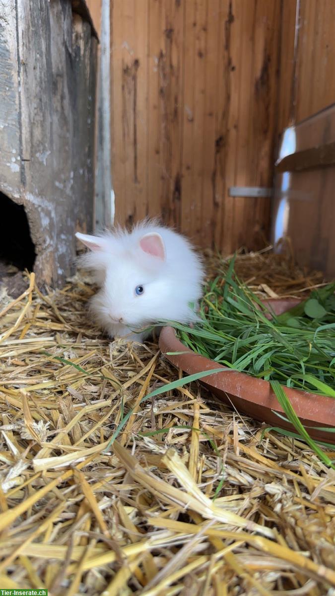 Löwenkopf Zwergkaninchen, 5 Jungtiere und Mutter