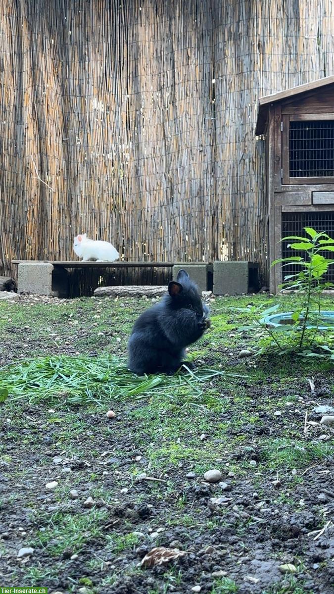 Bild 2: Löwenkopf Zwergkaninchen, 5 Jungtiere und Mutter
