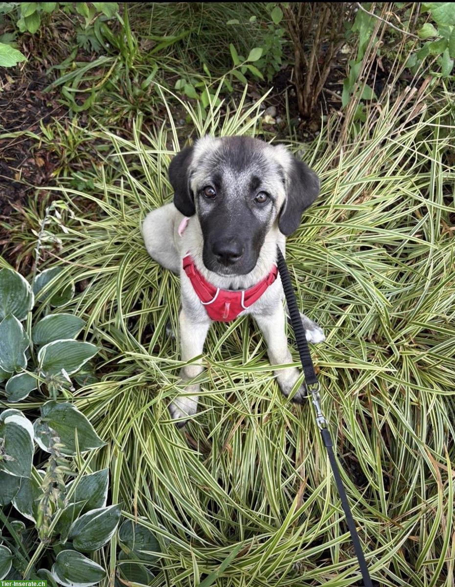 Kangal-Welpe sucht erfahrenes Zuhause, ohne Rasse-Nachweis