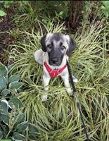 Kangal-Welpe sucht erfahrenes Zuhause, ohne Rasse-Nachweis
