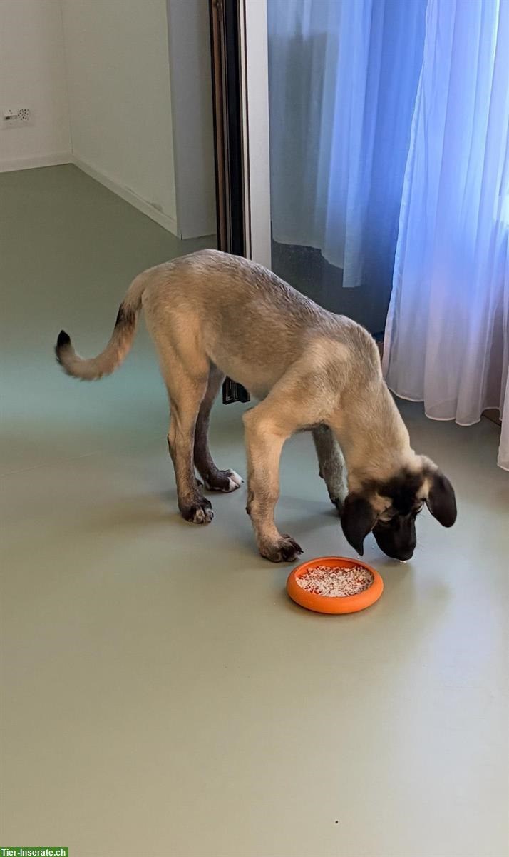 Bild 2: Kangal-Welpe sucht erfahrenes Zuhause, ohne Rasse-Nachweis