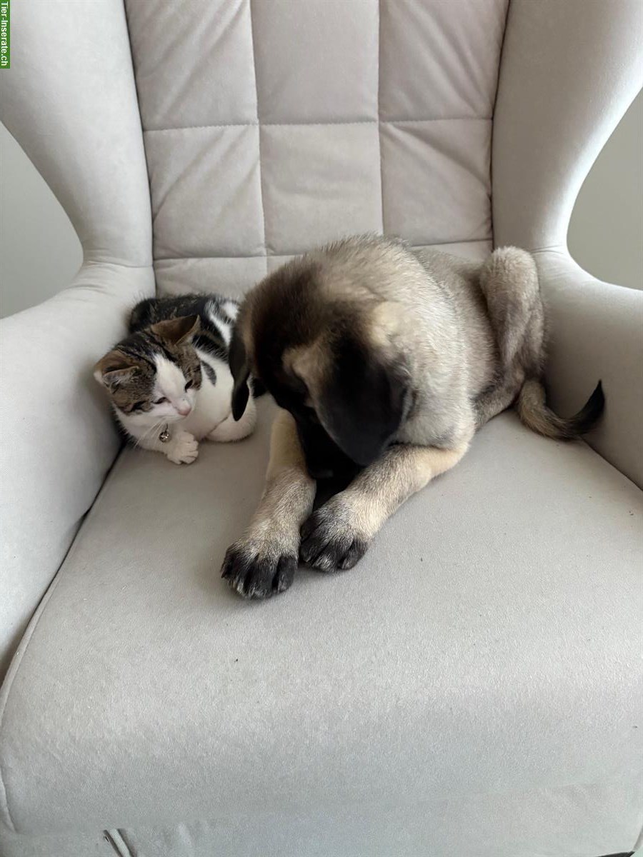 Bild 3: Kangal-Welpe sucht erfahrenes Zuhause, ohne Rasse-Nachweis