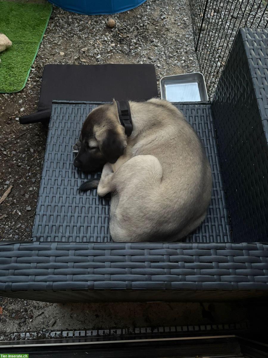 Bild 4: Kangal-Welpe sucht erfahrenes Zuhause, ohne Rasse-Nachweis