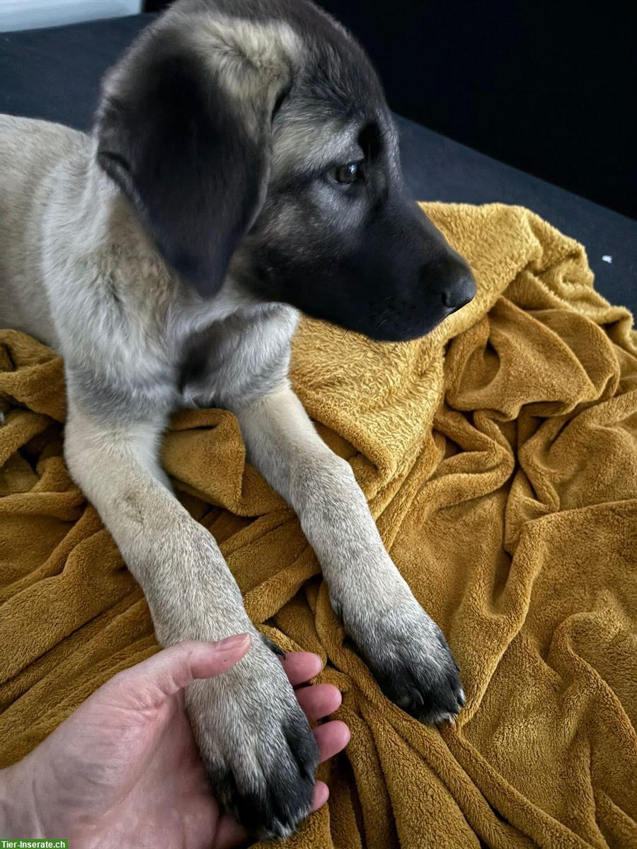 Bild 5: Kangal-Welpe sucht erfahrenes Zuhause, ohne Rasse-Nachweis