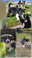 Border Collie Welpen suchen ein Zuhause