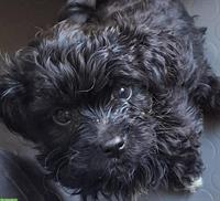 Maltipoo Welpen - Malteser x Pudel