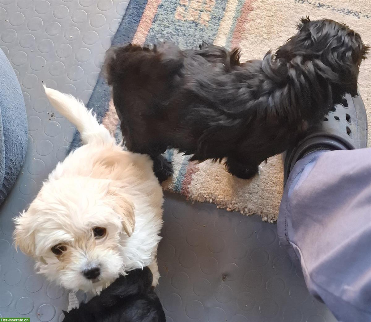 Bild 2: Maltipoo Welpen - Malteser x Pudel