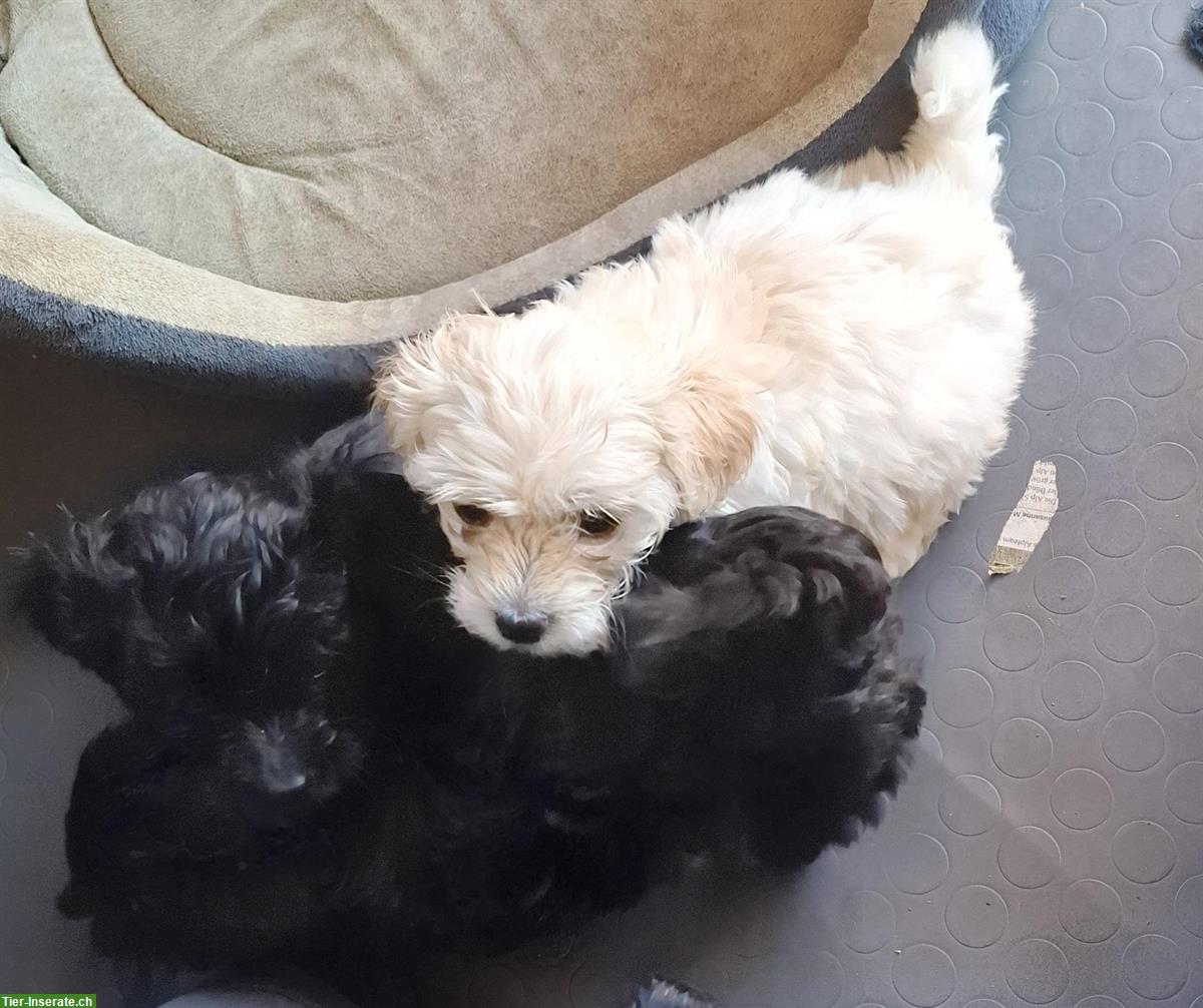 Bild 4: Maltipoo Welpen - Malteser x Pudel