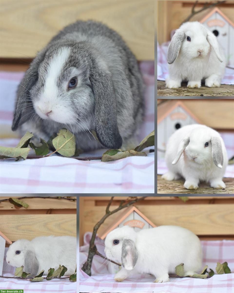 Zwergwidder Babys suchen artgerechtes Zuhause