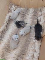 Sibirische Katzenbabys / Neva Masquarade
