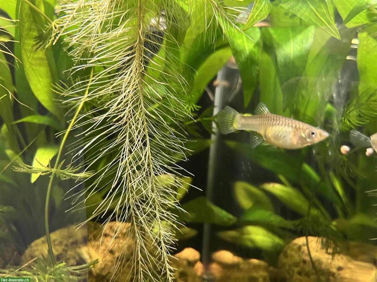 Weibliche Endlers Guppys abzugeben