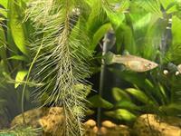 Weibliche Endlers Guppys abzugeben