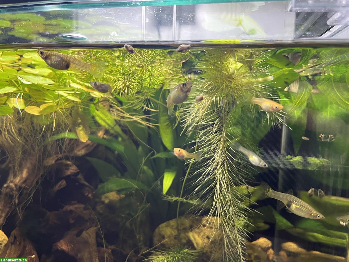 Bild 2: Weibliche Endlers Guppys abzugeben