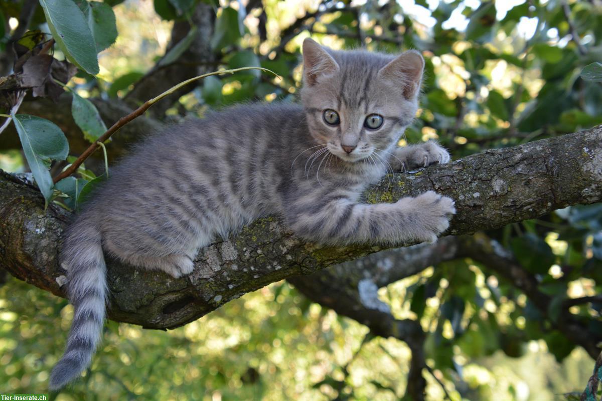 Bild 3: Schön gezeichnete Tigerli Kätzchen vom Bauernhof