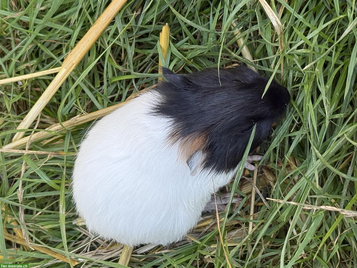 Junge Meerschweinchen, sozialisiert, zu verkaufen