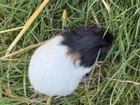 Junge Meerschweinchen, sozialisiert, zu verkaufen
