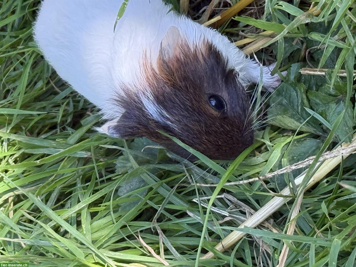 Bild 2: Junge Meerschweinchen, sozialisiert, zu verkaufen
