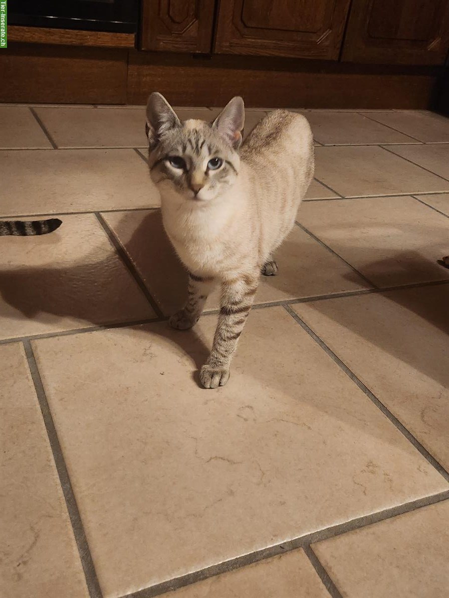 1-jähriger Begal-Mix Kater, Seal Mink, abzugeben