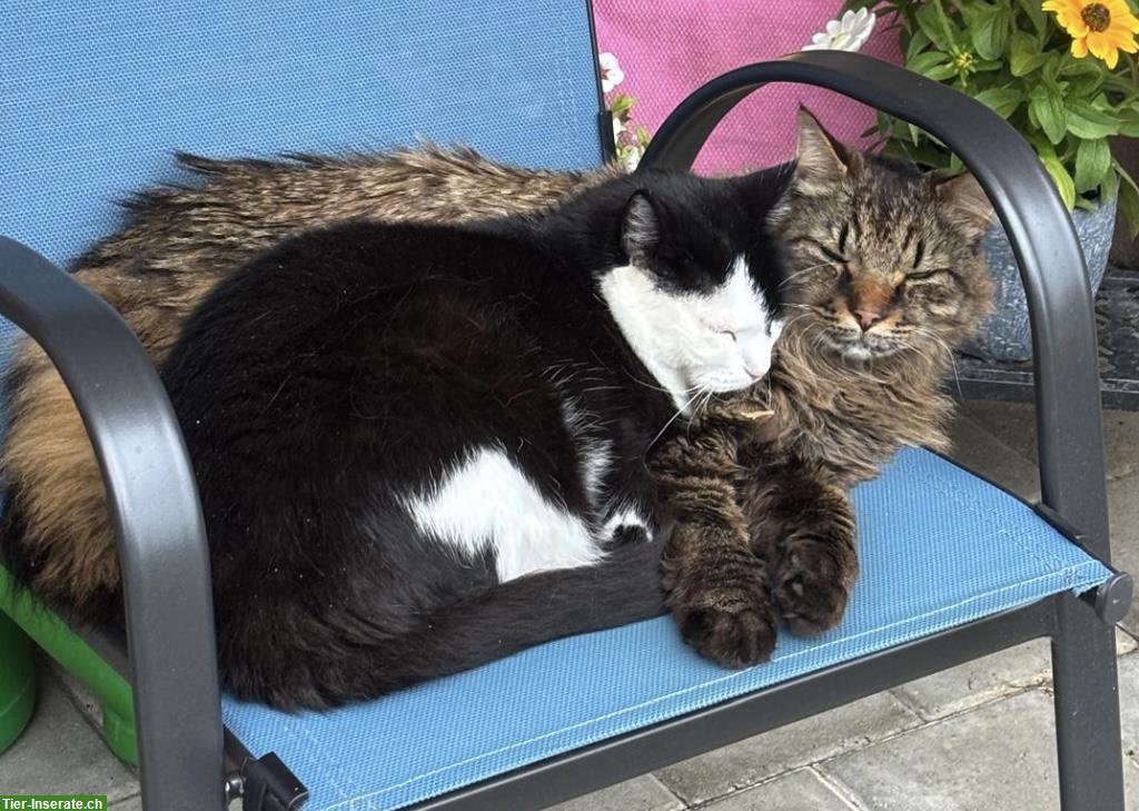 Katzengeschwister suchen Zuhause mit Freigang im Grünen