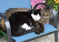 Katzengeschwister suchen Zuhause mit Freigang im Grünen