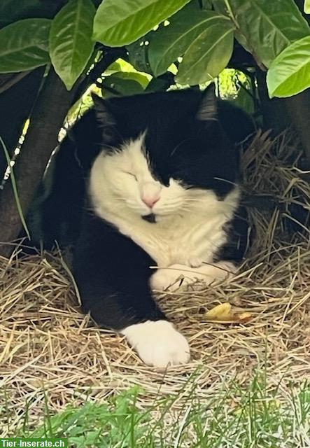 Bild 3: Katzengeschwister suchen Zuhause mit Freigang im Grünen