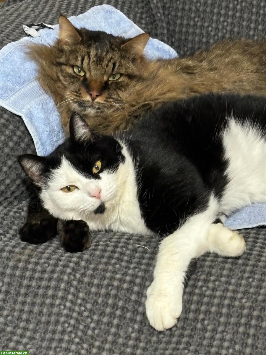 Bild 4: Katzengeschwister suchen Zuhause mit Freigang im Grünen